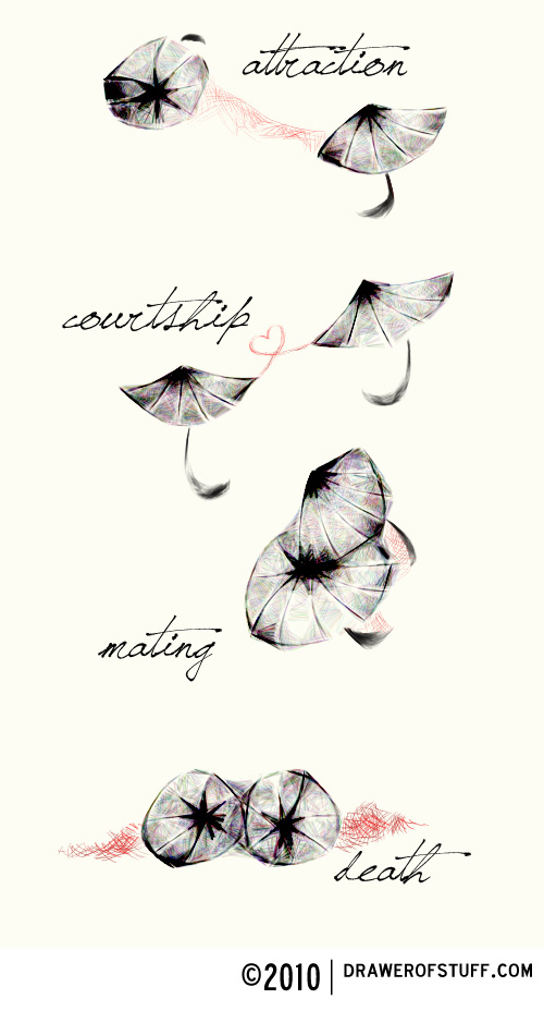 a tale of two brollies