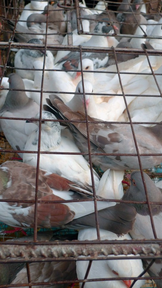 cooped up pigeons